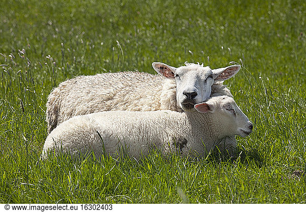 Deutschland  Niedersachsen  Ostfriesland  schlafende Schafe am Deich