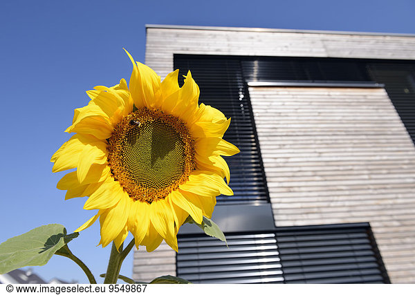 Deutschland  Nordrhein-Westfalen  Dormagen  Sonnenblume vor moderner Hausfassade