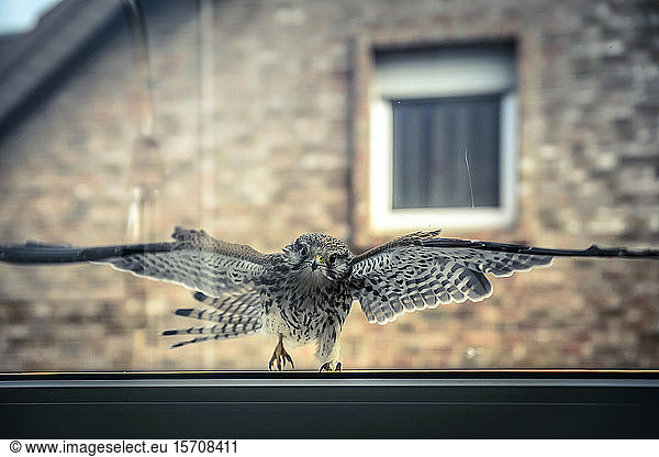 Deutschland  Nordrhein-Westfalen  Grevenbroich  Turmfalke (Falco tinnunculus) fliegt auf saubere transparente Fensterscheibe zu