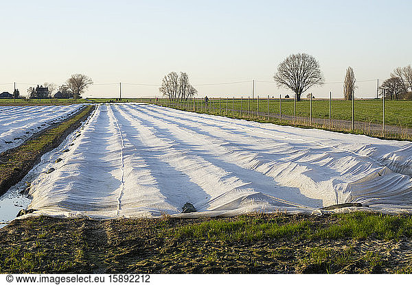 Deutschland  Nordrhein-Westfalen  Ruhrgebiet  Erdbeerfeld mit Folientunneln zum Schutz vor Kälte