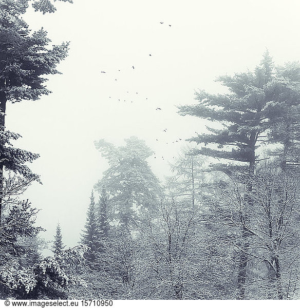 Deutschland  Nordrhein-Westfalen  Wuppertal  Vogelschwarm über Winterwald bei Nebelwetter