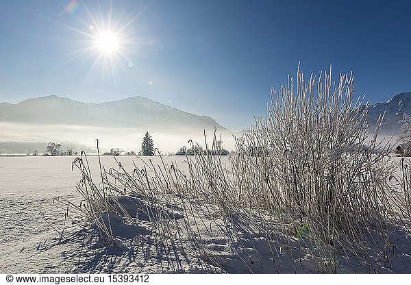 Deutschland  Oberbayern  Werdenfelser Land  Kochel  Winterlandschaft  Schilfgras gegen die Sonne