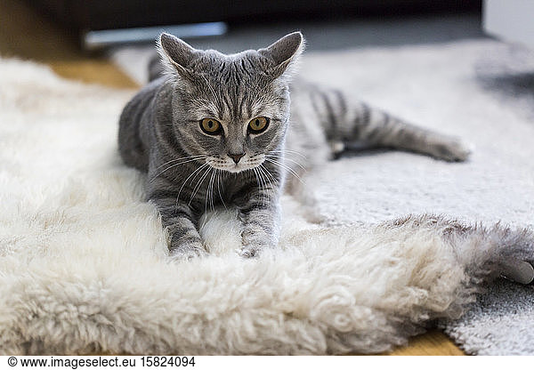 Deutschland  Porträt einer grauen Britisch Kurzhaarkatze  die sich auf einem Teppich aus Tierhaut entspannt