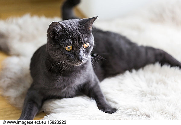 Deutschland  Porträt einer schwarzen britischen Kurzhaarkatze  die sich auf einem Teppich aus Tierhaut entspannt