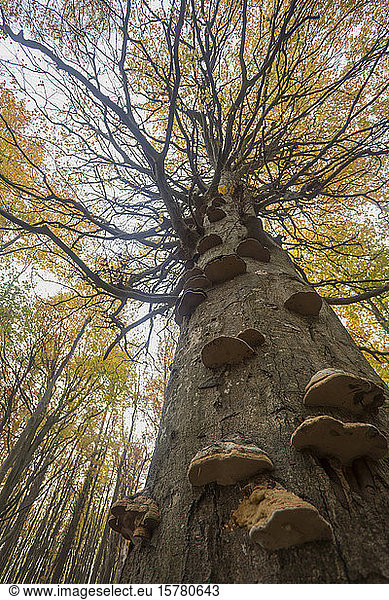 Deutschland  Rügen  Niederwinkelansicht der Herbstlichen Hainbuche (Carpinus betulus) mit Klammerpilzen im Wald