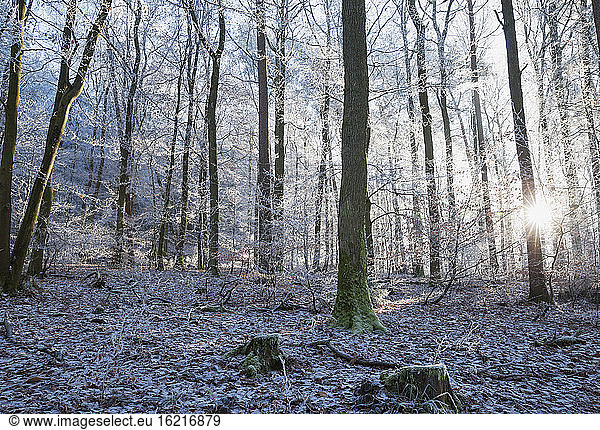 Deutschland  Rheinland Pfalz  Pfälzerwald im Winter
