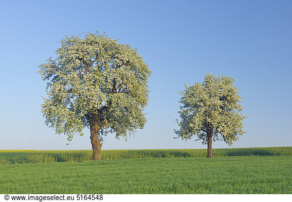 Deutschland  Saarland  Mettlach  Merzig-Wadern  Blick auf blühenden Birnbaum auf Wiese