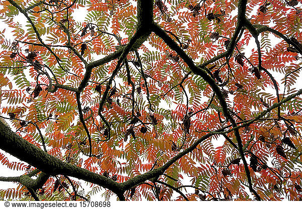 Deutschland  Sachsen  Direkt unter Ansicht der Baumkrone des Hirschhornsumachs (Rhus typhina) im Herbst