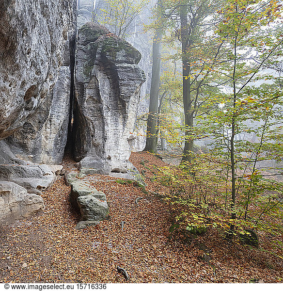 Deutschland  Sachsen  Gefallene Blätter am Fuße der Klippe im Nationalpark Sächsische Schweiz