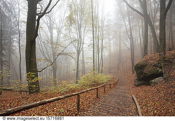 Deutschland  Sachsen  Leerer Fußweg im nebligen Herbstwald des Nationalparks Sächsische Schweiz