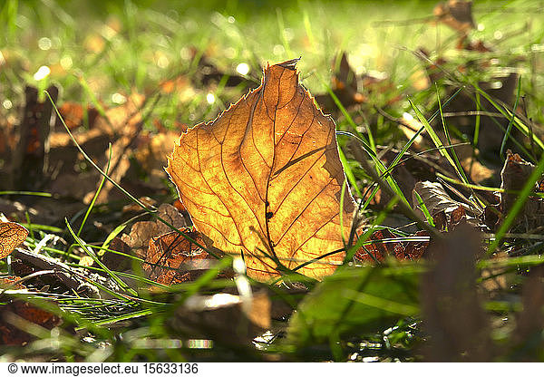 Deutschland  Sachsen  Nahaufnahme von auf Gras liegendem Herbstblatt