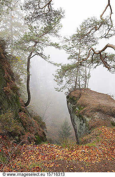 Deutschland  Sachsen  Nebliger Herbstwald des Nationalparks Sächsische Schweiz