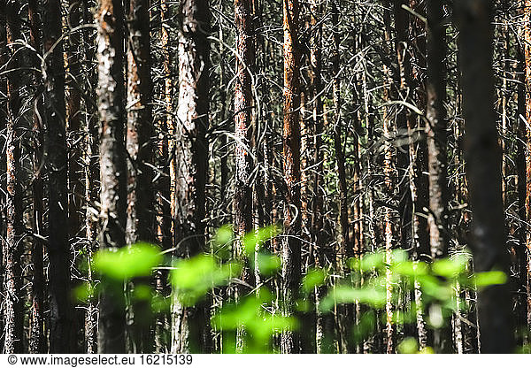 Deutschland  Sachsen  Wald mit neuen Pflanzen im Sommer
