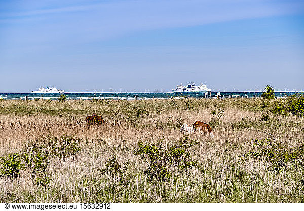 Deutschland  Schleswig-Holstein  Fehmarn  Weidende Rinder auf Küstengras mit Kreuzfahrtschiffen im Hintergrund