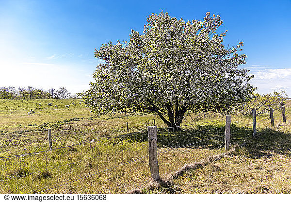 Deutschland  Schleswig-Holstein  Fehmarn  Zaun vor blühendem Baum mit grasenden Schafen im Hintergrund