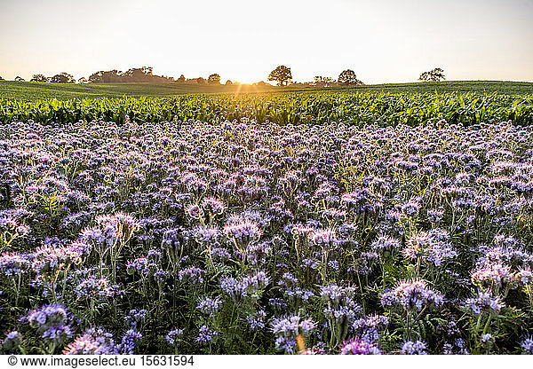 Deutschland  Schleswig-Holstein  Rettin  Violette Blumen  die bei Sonnenuntergang im Feld wachsen