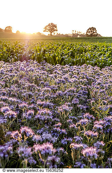 Deutschland  Schleswig-Holstein  Rettin  Violette Blumen  die bei Sonnenuntergang im Feld wachsen