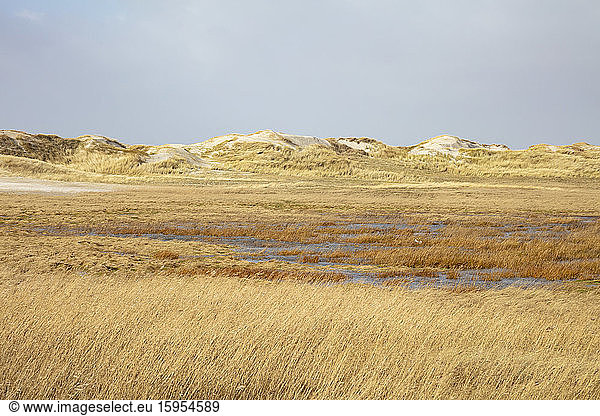 Deutschland  Schleswig-Holstein  Sankt Peter-Ording  Gras-Sanddünen im Nationalpark Wattenmeer