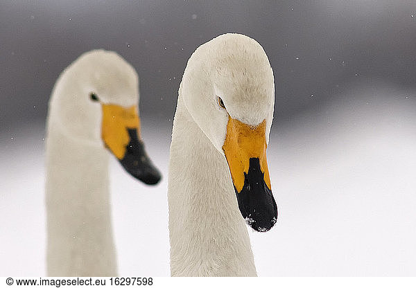Deutschland  Schleswig-Holstein  Singschwäne  Cygnus cygnus  Porträt