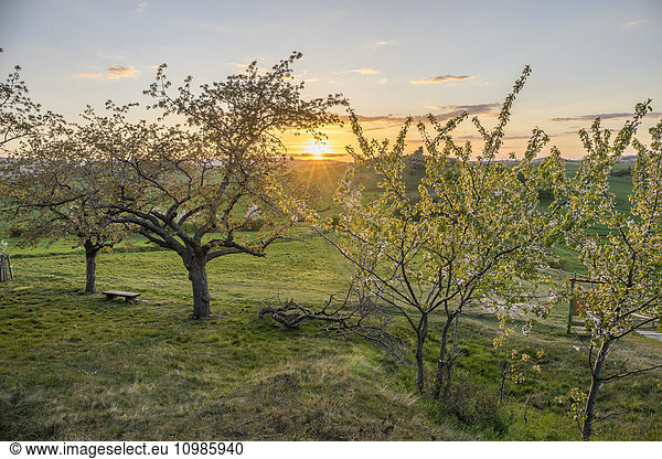 Deutschland  Thale  Weddersleben  blühende Kirschbäume an der Teufelsmauer am Abend