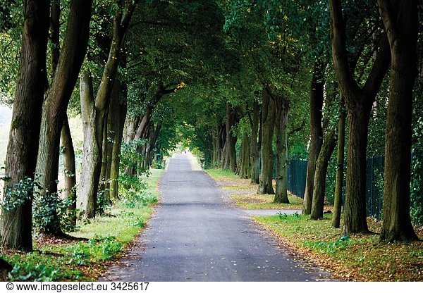 Deutschland  Von Bäumen gesäumte Landstraße