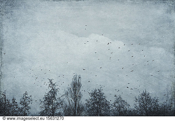 Deutschland  Wuppertal  Vogelschwarm  der im Winter über kahle Waldbäume fliegt