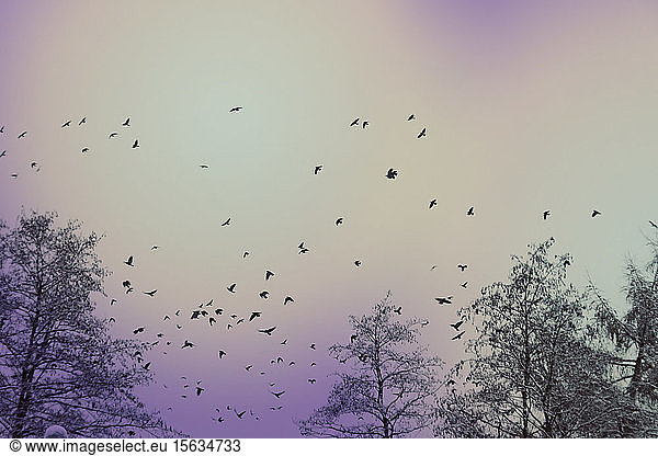 Deutschland  Wuppertal  Vogelschwarm  der im Winter über kahle Waldbäume fliegt