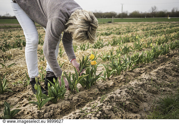 Deutschland  Zons  Frau beim Tulpenpflücken auf einem Feld