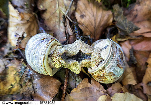Deutschland  Zwei Weinbergschnecken (Cernuella virgata) paaren sich auf abgefallenen Blättern