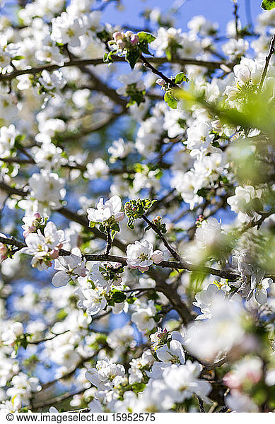 Deutschland  Zweige des blühenden Apfelbaums
