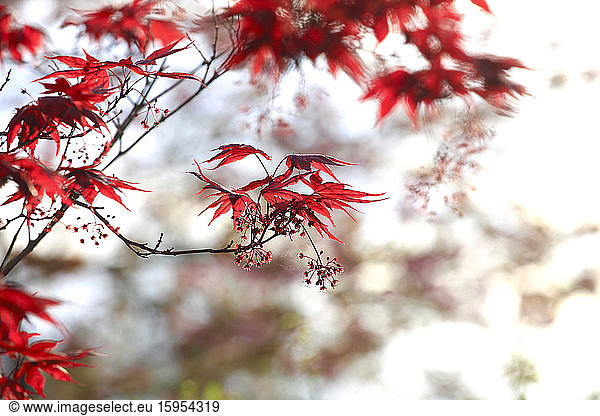 Deutschland  Zweige des japanischen Ahorns (Acer palmatum)