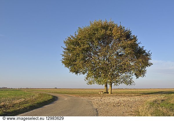 Deux chenes isoles sur le bord d'une route de campagne, departement d'Eure-et-Loir, region Centre-Val de Loire, France, Europe/two oak trees on the edge of a country road, Eure-et-Loir department, Centre-Val de Loire region, France, Europe.