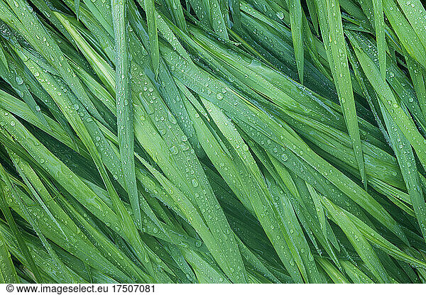 Dew covered blades of grass