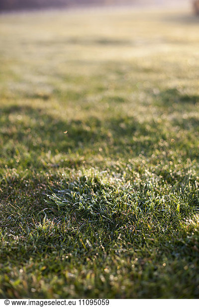 Dew drops on grass in the field during sunrise  Renesse  Schouwen-Duiveland  Zeeland  Netherlands