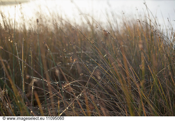 Dew drops on tall grass during sunrise  Renesse  Schouwen-Duiveland  Zeeland  Netherlands