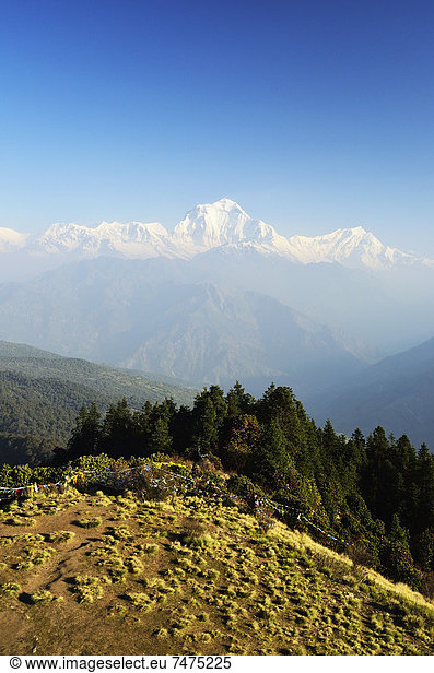 Dhaulagiri Himal View From Poon Hill  Annapurna Conservation Area  Mustang District  Dhaulagiri  Pashchimanchal  Nepal