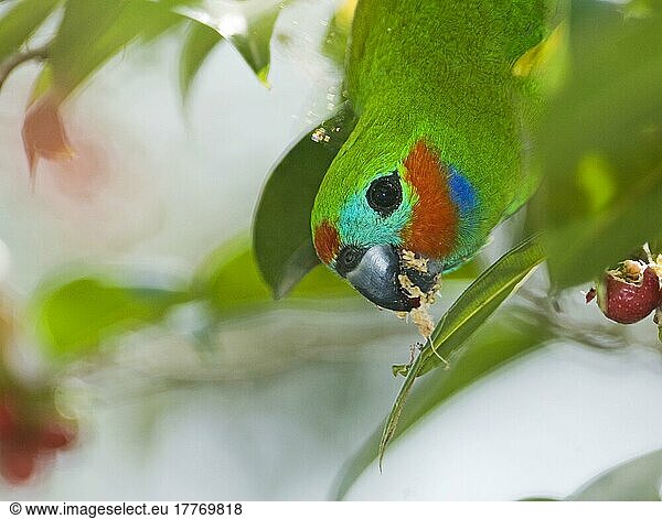 Diadem-Maskenzwergpapagei  Diadem-Maskenzwergpapageien  Papageien  Tiere  Vögel  Double-eyed Fig-parrot (Cyclopsitta diophthalma macleayana) adult male  close-up of head  feeding on figs in tree  Queensland  Australia