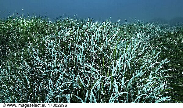 Dichtes Dickicht aus grünem Seegras Posidonia  auf blauem Wasser Hintergrund. Grünes Seegras Mittelmeer-Bandkraut oder Neptungras (Posidonia) . Mediterrane Unterwasserlandschaft. Mittelmeer  Zypern  Europa