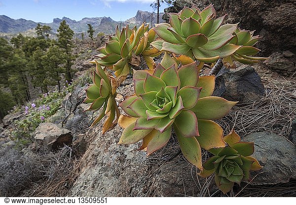 Dickblattgewächs (Aeonium percarneum) in den Bergen von Gran Canaria  Kanarische Inseln  Spanien  Europa