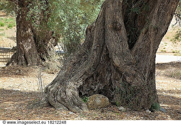Dicker Stamm eines alten Olivenbaumes  Kreta  Griechenland  Europa