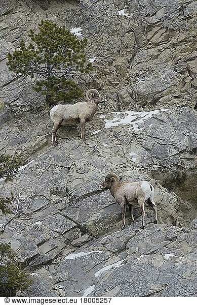 Dickhornschaf  Dickhornschafe  Huftiere  Paarhufer  Säugetiere  Tiere  bighorn sheep climbing rock face
