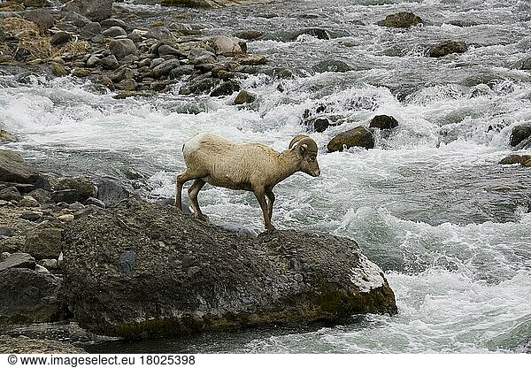 Dickhornschaf  Dickhornschafe  Huftiere  Paarhufer  Säugetiere  Tiere  Bighorn sheep standing by gardner river