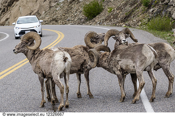 Dickhornschaf (Ovis canadensis) das den Verkehr auf einer Straße im Yellowstone-Nationalpark blockiert; Wyoming Vereinigte Staaten von Amerika