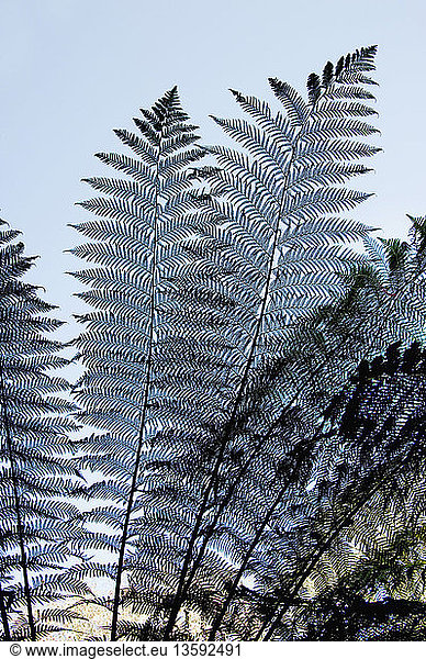 Dicksonia antartica Fern Tree fern Black subject.