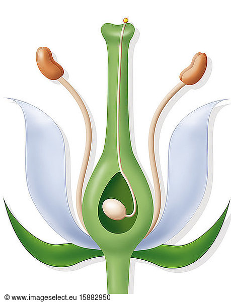 Didaktische Illustration  die die Befruchtung der Lilie oder einer blühenden Pflanze darstellt. Wenn ein Pollenkorn (gelber Ball) auf dem Stempel (vertikal in hellgrün) ankommt  wird ein Pollenschlauch (in beige) in Position gebracht  um die Ankunft der männlichen Gamete (Pollenkorn) in der Eizelle (in beige) in der Mitte des Eierstocks (in dunkelgrün) zu ermöglichen.