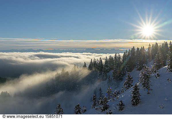 die Alpen bei Sonnenaufgang im Winter  im Vordergrund mehrere Nadelbäume