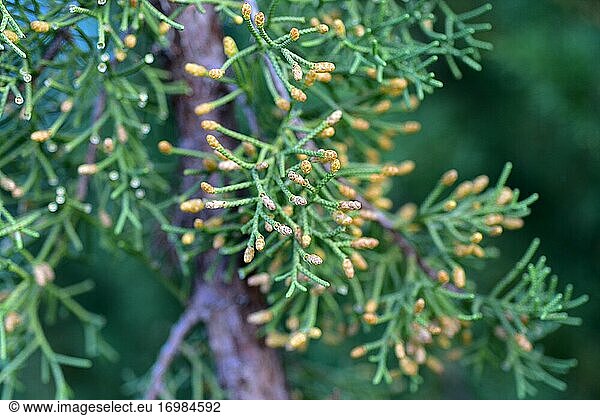 Die Arizona-Zypresse (Cupressus arizonica) ist ein immergrüner Nadelbaum  der in Nordmexiko und Teilen der südlichen USA (insbesondere Arizona) beheimatet ist. Männliche Zapfen Detail.
