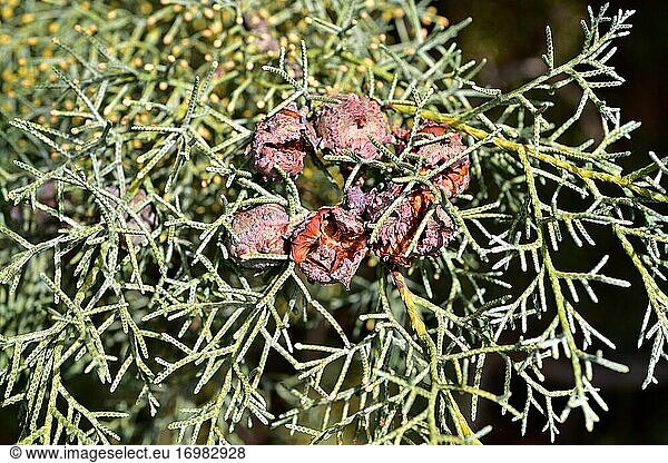 Die Arizona-Zypresse (Cupressus arizonica) ist ein immergrüner Nadelbaum  der in Nordmexiko und Teilen der südlichen USA (insbesondere Arizona) heimisch ist. Zapfen und Blätter im Detail.