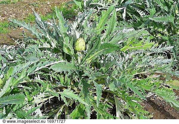 Die Artischocke (Cynara scolymus oder Cynara cardunculus scolymus) ist eine essbare  mehrjährige Pflanze  die im Mittelmeerraum heimisch ist. Dieses Foto wurde in Baix Llobregat  Provinz Barcelona  Katalonien  Spanien aufgenommen.