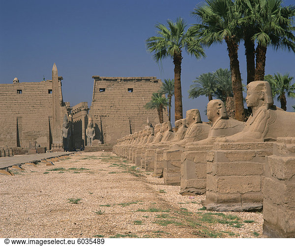 Die Avenue Sphinxe  führt zu die Kolosse von Ramses II  Bewachung  Luxor-Tempel  Luxor  Theben  UNESCO Weltkulturerbe  Ägypten  Nordafrika  Afrika